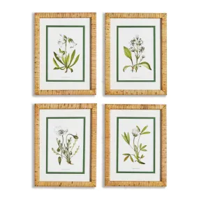 White Floral Study - (set of four)